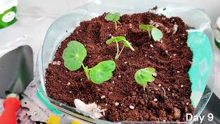 Growing nasturtium from seed with full updates || amazon seeds