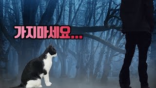 (ENG Sub Title)고양이는 혼자 있어도 괜찮을꺼라 생각하는 분은 이영상을 꼭 봐주세요..ㅠㅠ (The cat does not like being alone, either)