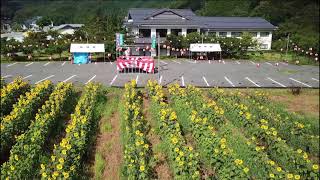 信州平谷温泉ひまわりの湯　ひまわり畑（ドローン映像）