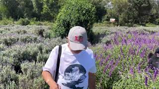 Lavender Farm, Kingaroy