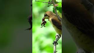 The Butcher of the Sky, Meet the Shrike