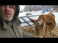 separating the calf from the cow simple farm chores