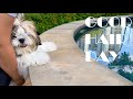 Shih Tzu having a good hair day | Mimi Shih Tzu