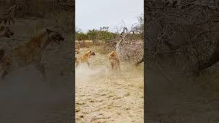 Dramatic Rescue by Hyenas after a Lion Catches one