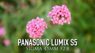 Panasonic Lumix S5 | Sigma 45mm f2.8 | Test Footage (SOOC)