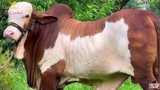 The Most Iconic Bull of Pakistan | Decent Cattle | Sahiwal