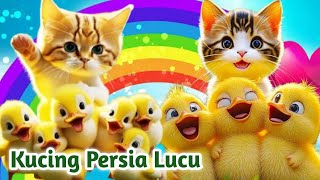 KUCING MEONG-MEONG | DUA KUCING LUCU SEDANG ASYIK BERMAIN | KUCING PERSIA PUTIH LINCAH