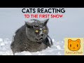 Cats Reacting To The First Snow Funny Compilation 2021