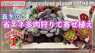 397{多肉植物} 赤い扉の木箱🧧寄せ植え💕省エネ多肉狩り【多肉事】【ウッドプランター】【多肉狩り】【手作り木箱】【ba多肉】【Succulent】