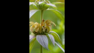 Spotted Bee Balm