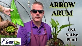 Arrow Arum - Tropical Foliage with Perennial Power!