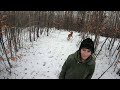 hunting wild boar .fuko.lov.ovdije se pucalo 35 puta na divlje svinje 8.zaustavljeno