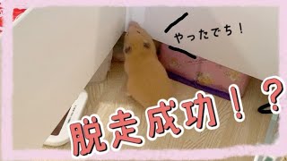 部屋んぽ中に脱走⁉️〜脱獄女王ぷく〜