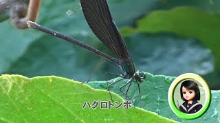 30秒の心象風景22656・雨上がりの朝～ハグロトンボ～