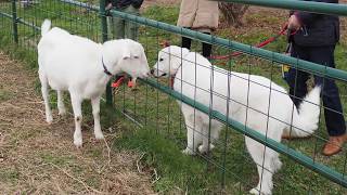 ヤギに頭突きされるルンルン 　Great Pyrenees　グレートピレニーズ