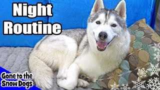 My Dog's Night Routine | Huskies Night Routine 2018
