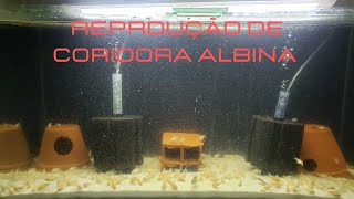 COMO REPRODUZIR CORIDORA ALBINA PT 1