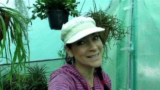 Bringing in our Pereskia \u0026 Pereskioposis Cactus Plants for overwintering day 3 - VLOG