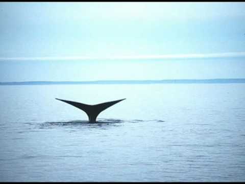 GENTLE GIANTS OF THE SEA - YouTube