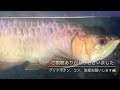 【アロワナ水槽】過背金龍幼魚　導入3ヶ月✨