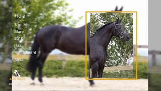 Fiola BH (Jazz x Rohdiamant x Metall), mare, 2010