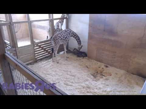 April's baby is trying to get up and walk April's baby is trying to get up and walk