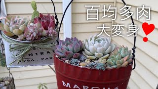 【多肉植物】ぶちまけちゃった多肉💦をリメ缶バッグに寄せ植え‼️