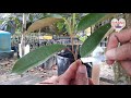 Cara cantuman baji pokok durian paling mudah jadi.