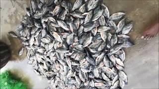 How to Start Tilapia fish farm in Tamil Nadu with perfect income (GIFT Tilapia farming )# 9655772232