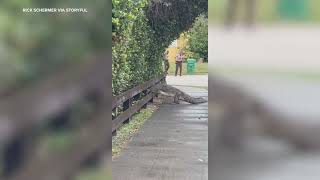 Crocodile Strolls Across Street in South Florida Amid Neighborhood Safety Concerns