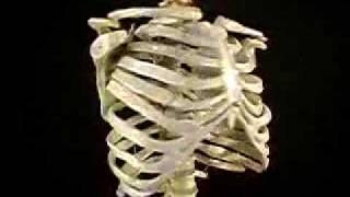 MAX Torso Skeleton from MrSkeleton com TORSO