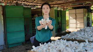 山上開滿了表嫂最愛的竹蓀，一年隻有一季，回家煨鴿子湯又脆又鮮