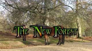 A Year in the New Forest