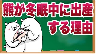 熊が冬眠中に出産する理由【獣医師解説】