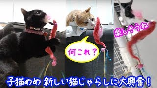 ＜2匹の猫通信＞ハッチとマックの「ほっこりライブ」子猫めめ新しい猫じゃらしに大興奮！楽しいね！2019 02 07　- Cat Live Stream in Japan - Cat Life TV