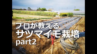 プロが教えるサツマイモ栽培 part2