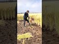 harvesting rice with a sickle shorts