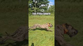 1 year old male presa canario out for a run | The Proper K9