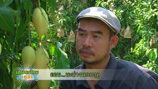 เกษตรไทยไอดอล | EP.40 ตอน มะม่วงนอกฤดู 30 พ.ย.58