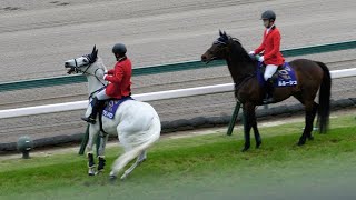 返し馬中 おかしなテンションになる誘導馬アラビアンドラゴン 大外から永島まなみ レアルタッドが恐る恐る眺める