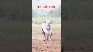 ಹಳ್ಳಿಕಾರ್ | Hallikar #hallikarcows #hallikarrace #hallikarofkarnataka #viralvideo #youtubeshorts