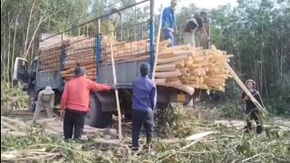 Acacia plantation exploitation. Excavator digging tree stumps. Plowing machine spreading peanuts