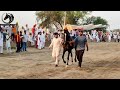 🔴HORSE RACE TALWANDI SABO #horseracing #marwarihorselover