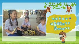 กิจกรรมสืบเสาะ เรื่อง กล้วย  (บ้านนักวิทยาศาสตร์น้อย ประถมศึกษา KN SCHOOL)