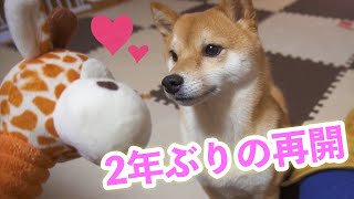 豆柴が愛してやまない「キリンさん」と2年ぶりの再会。愛犬へプレゼントするも早速悪夢が・・