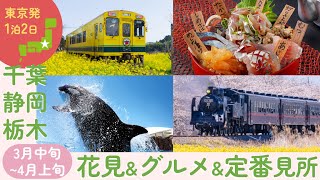 【関東旅行おすすめ】いすみ鉄道、大井川鉄道、真岡鉄道の列車と桜・菜の花の花見旅 ☆ SL / 鴨川シーワールド / 夢のつり橋 /日光東照宮 / 海鮮 / うなぎ / 餃子 / 国内旅行 / 観光 ☆