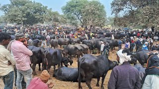 24 दिसंबर 2024 मंगलवार पचोखरा पशु मंडी | pachokhara pashu mandi | pashu mandi | Buffalo Market