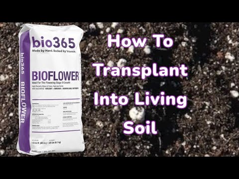 How To Transplant Into Living Soil With Bioflower And Bioall From