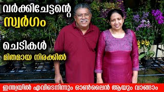 ചെടികൾ മിതമായ നിരക്കിൽ ഇന്ത്യയിൽ എവിടെ നിന്നും വാങ്ങാം | Home Garden Tour Malayalam | Flowering Tips