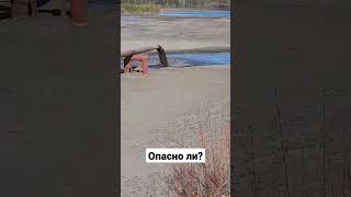 скрытый золоотвал #копико #shorts #золоотвал #природа #опасность #находка